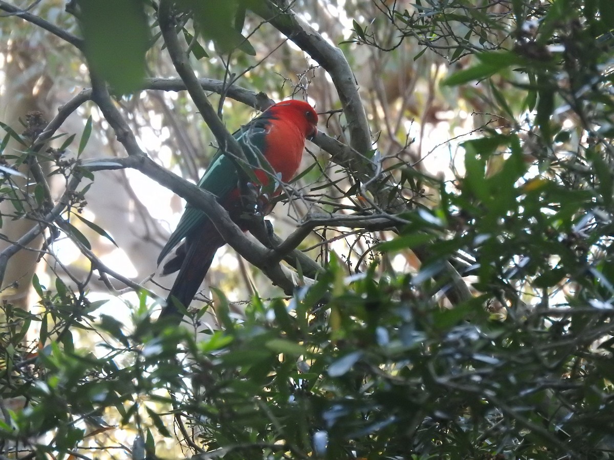 Avustralya Kral Papağanı - ML609774247