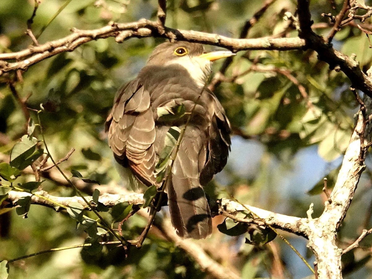 Yellow-billed Cuckoo - ML609774306