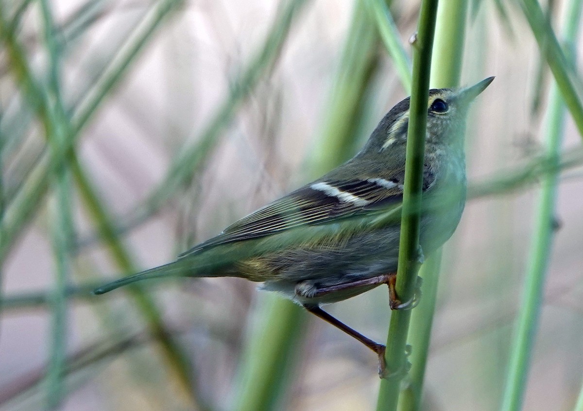 Yellow-browed/Hume's Warbler - 孟翰 謝