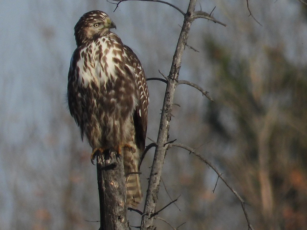 Red-tailed Hawk (Harlan's) - ML609774324