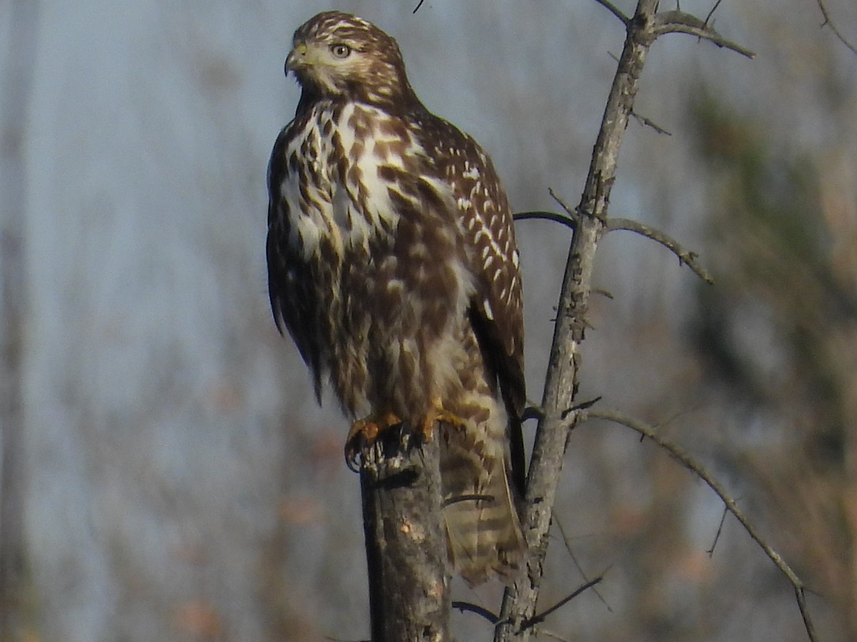 Red-tailed Hawk (Harlan's) - ML609774341