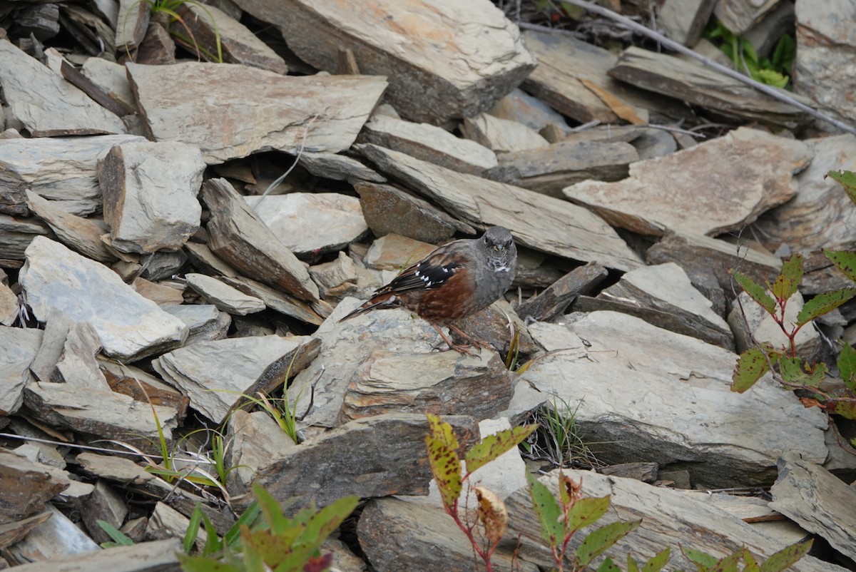 Alpine Accentor - hiya lin