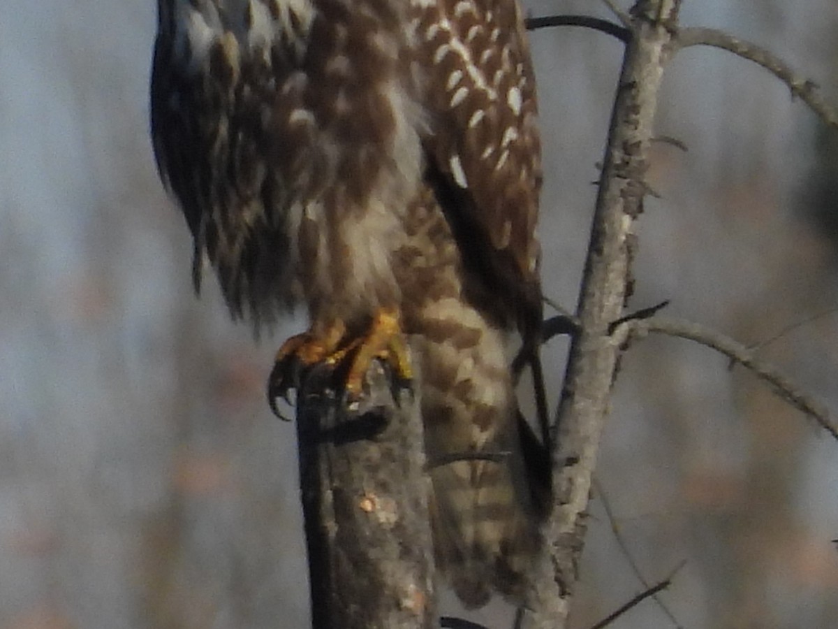 Red-tailed Hawk (Harlan's) - ML609774361