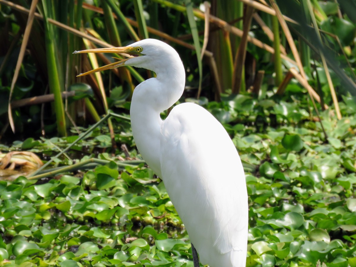 Great Egret - Lisa Mills