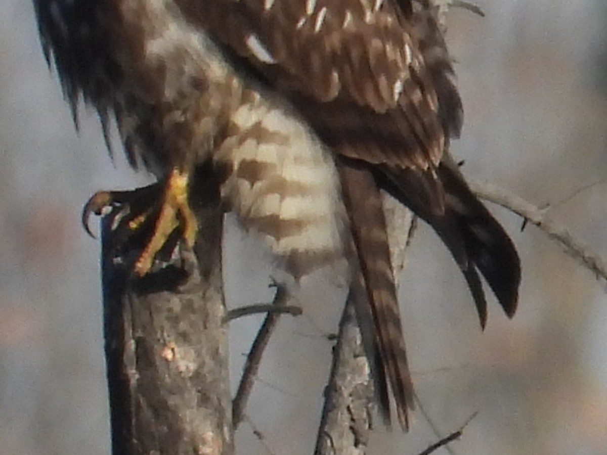 Red-tailed Hawk (Harlan's) - ML609774399
