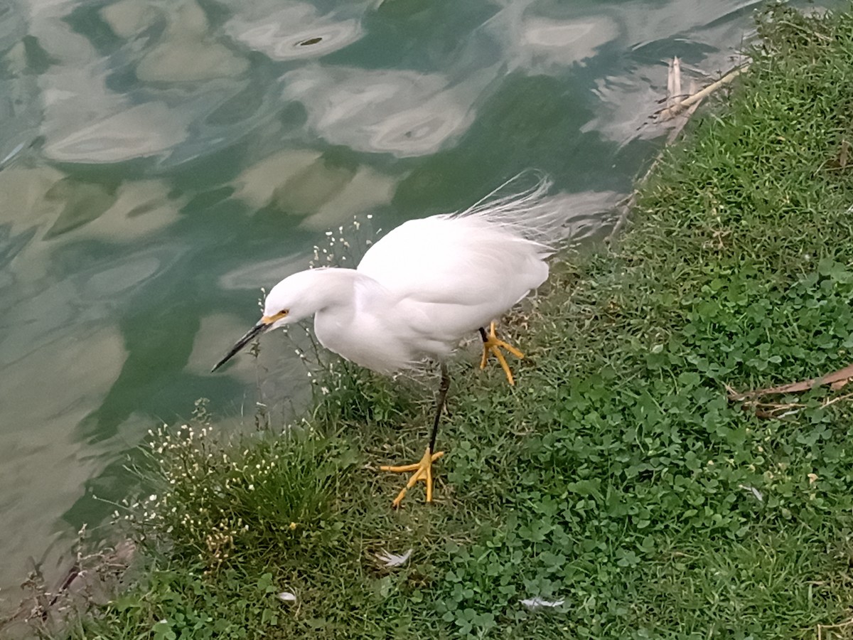 Snowy Egret - ML609774405