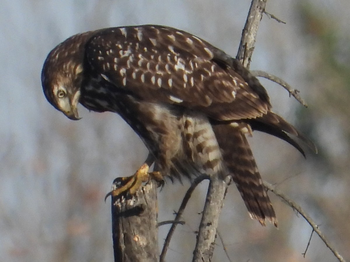 Red-tailed Hawk (Harlan's) - ML609774424