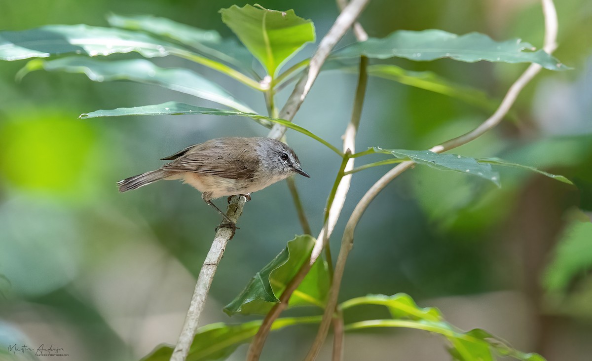 Brown Gerygone - ML609774522