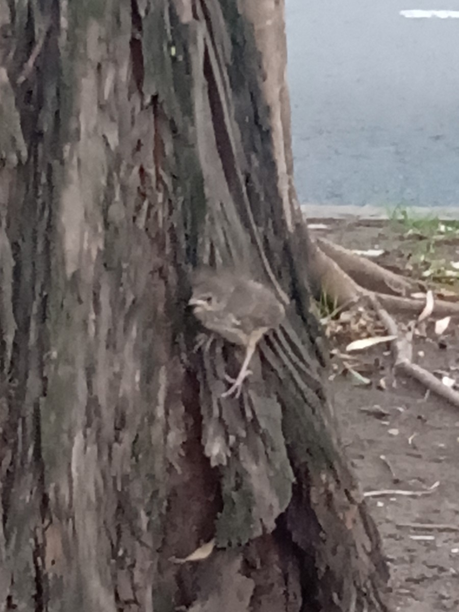 Canyon Towhee - ML609774533