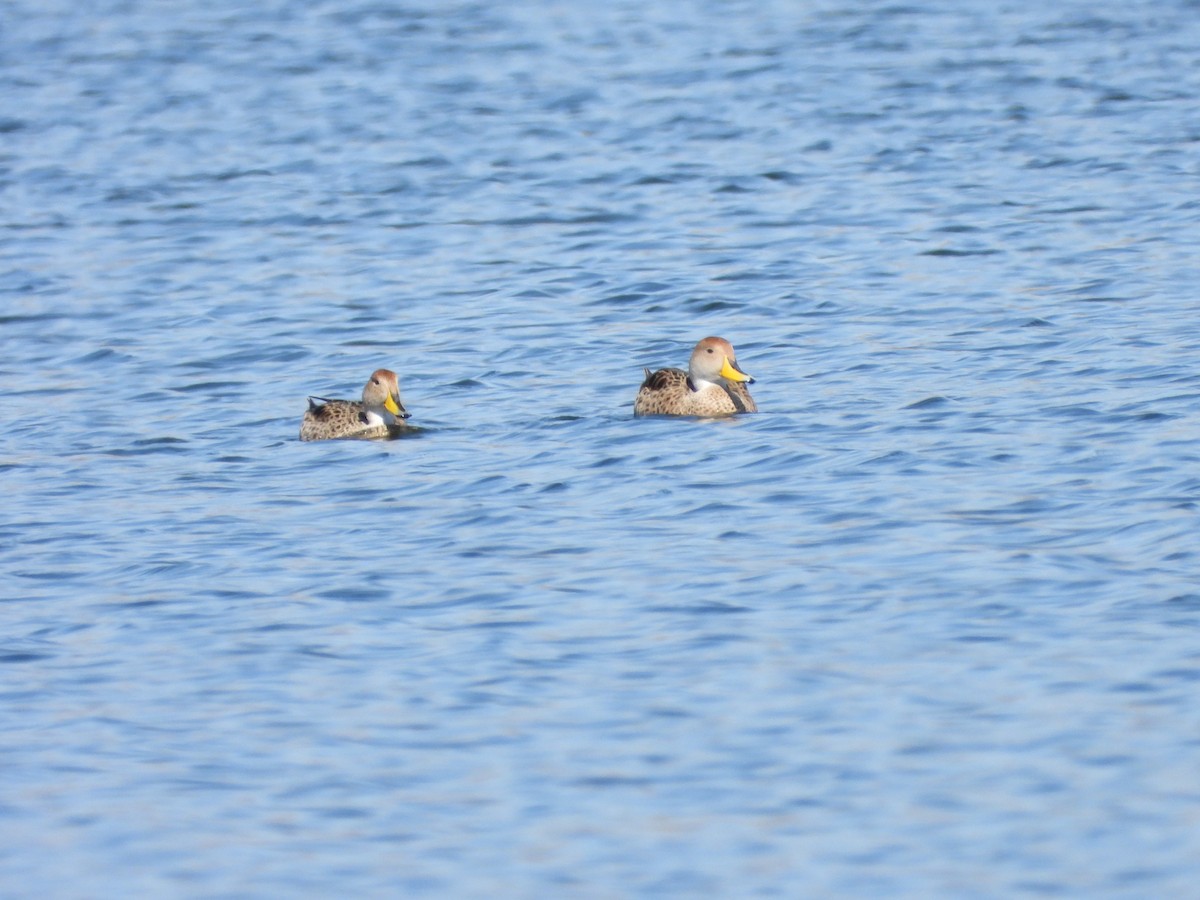 Yellow-billed Pintail - Más Aves
