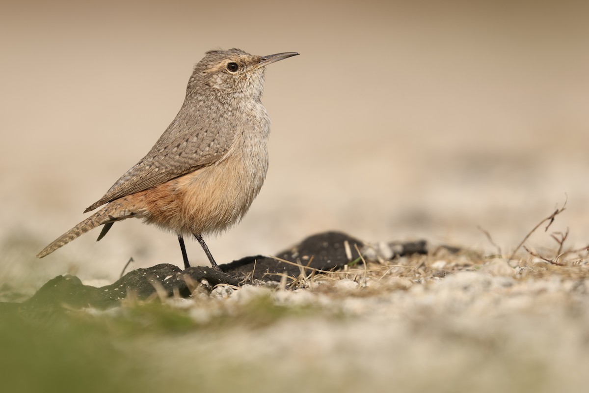 Rock Wren - Owen Woodhouse