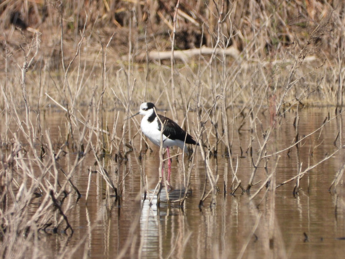 Cigüeñuela Cuellinegra - ML609774683