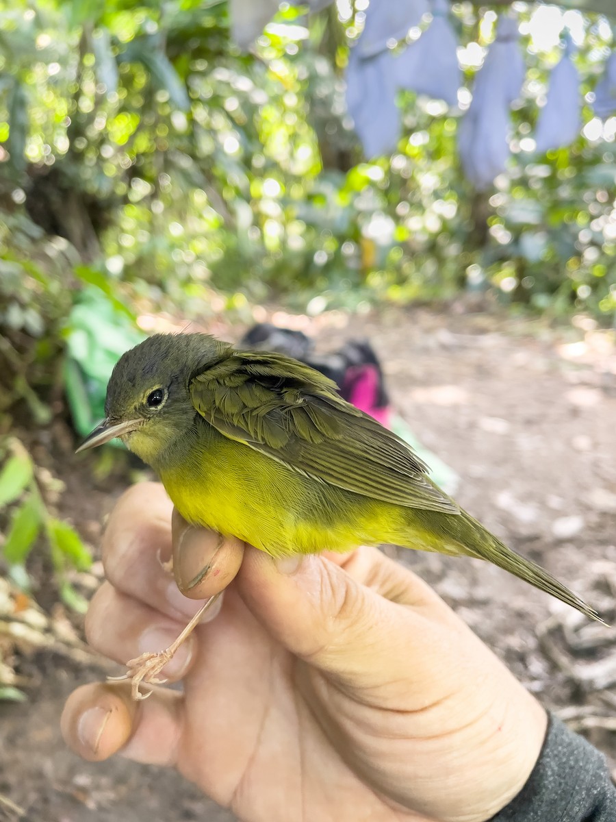 Mourning Warbler - ML609774696