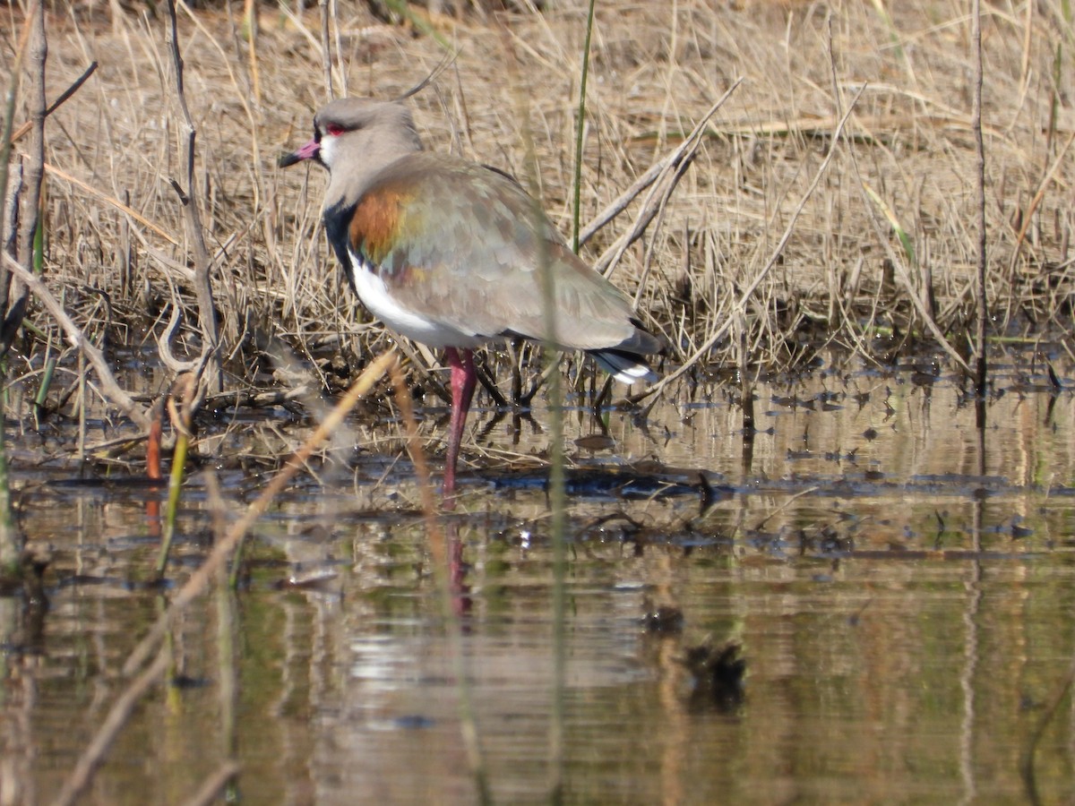 Southern Lapwing - Más Aves