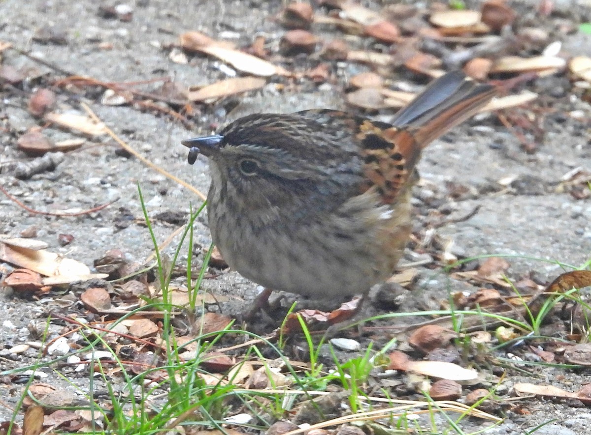 Swamp Sparrow - Jean Iron