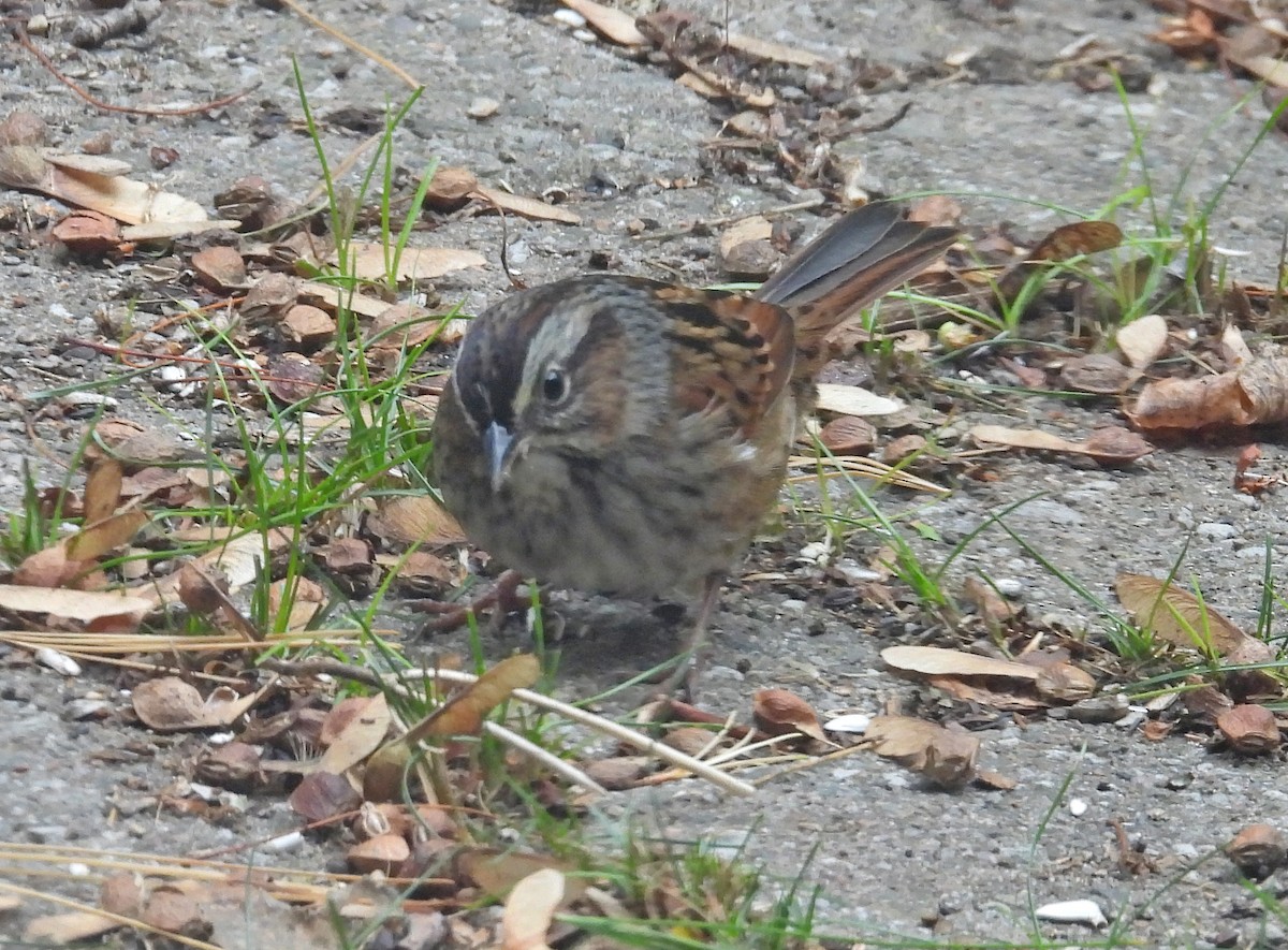 Swamp Sparrow - ML609774931