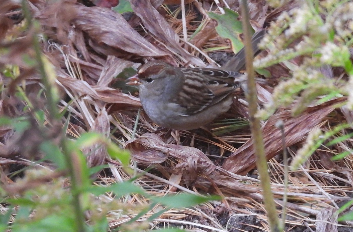 White-crowned Sparrow - ML609774949