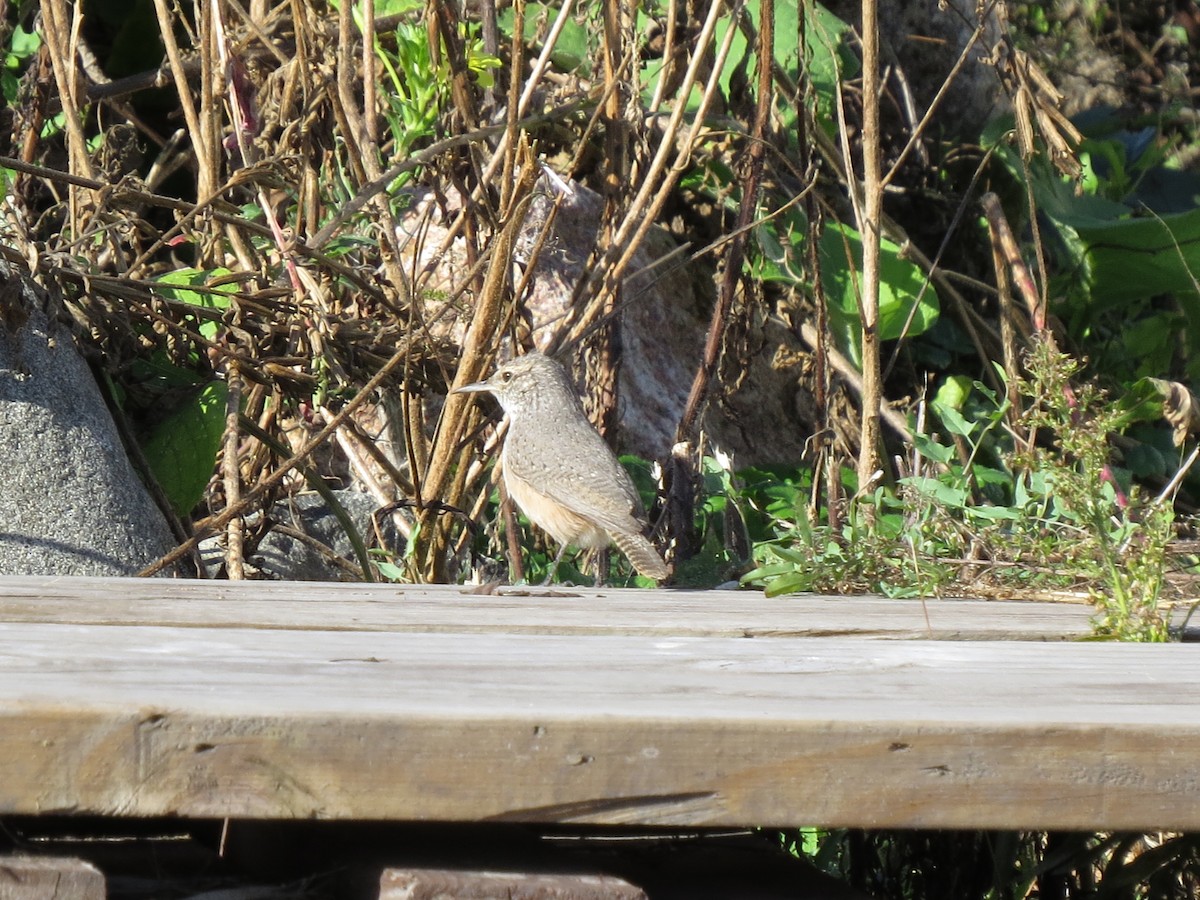 Rock Wren - ML609774972