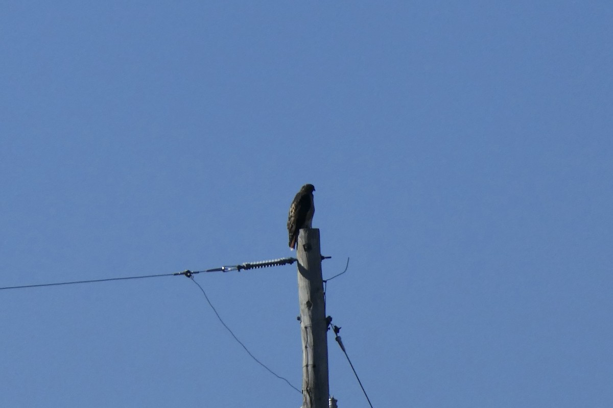 Red-tailed Hawk - ML609775059