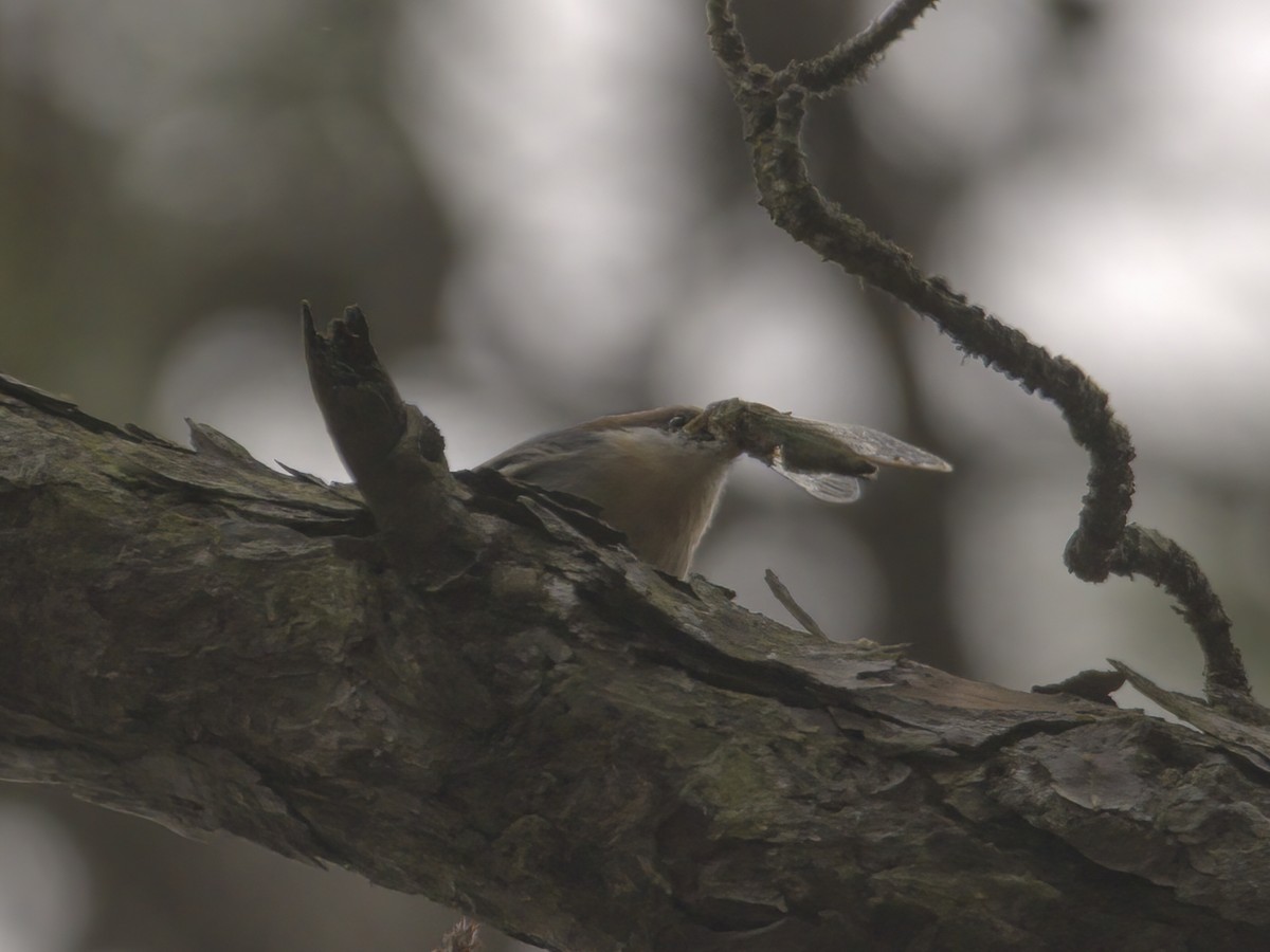 Sittelle à tête brune - ML609775080