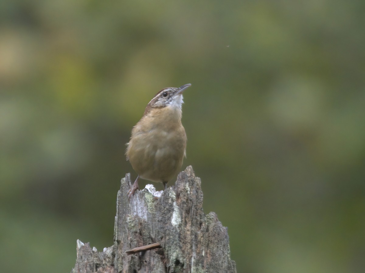 Troglodyte de Caroline - ML609775087