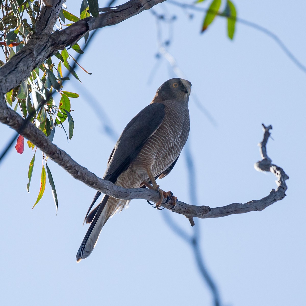 Brown Goshawk - ML609775121