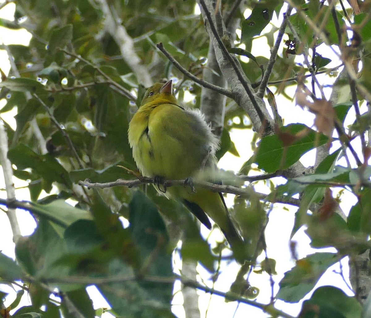 tanager sp. (Piranga sp.) - ML609775253