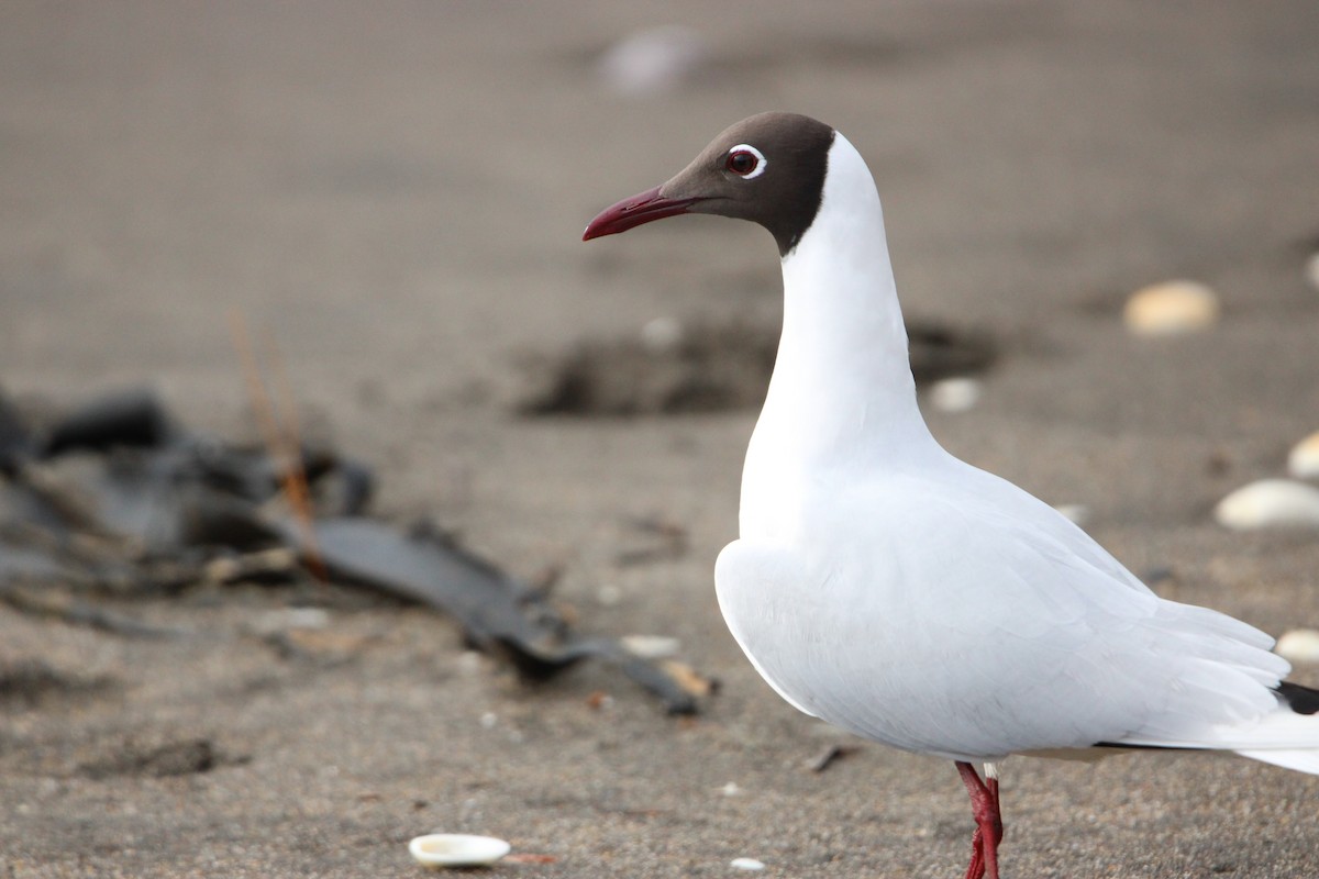 Brown-hooded Gull - ML609775283