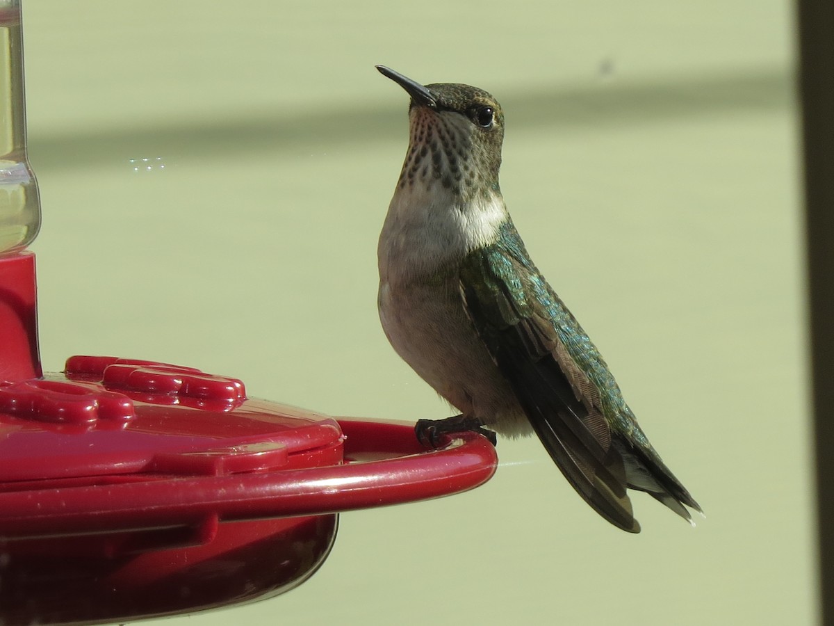 Ruby-throated Hummingbird - ML609775295