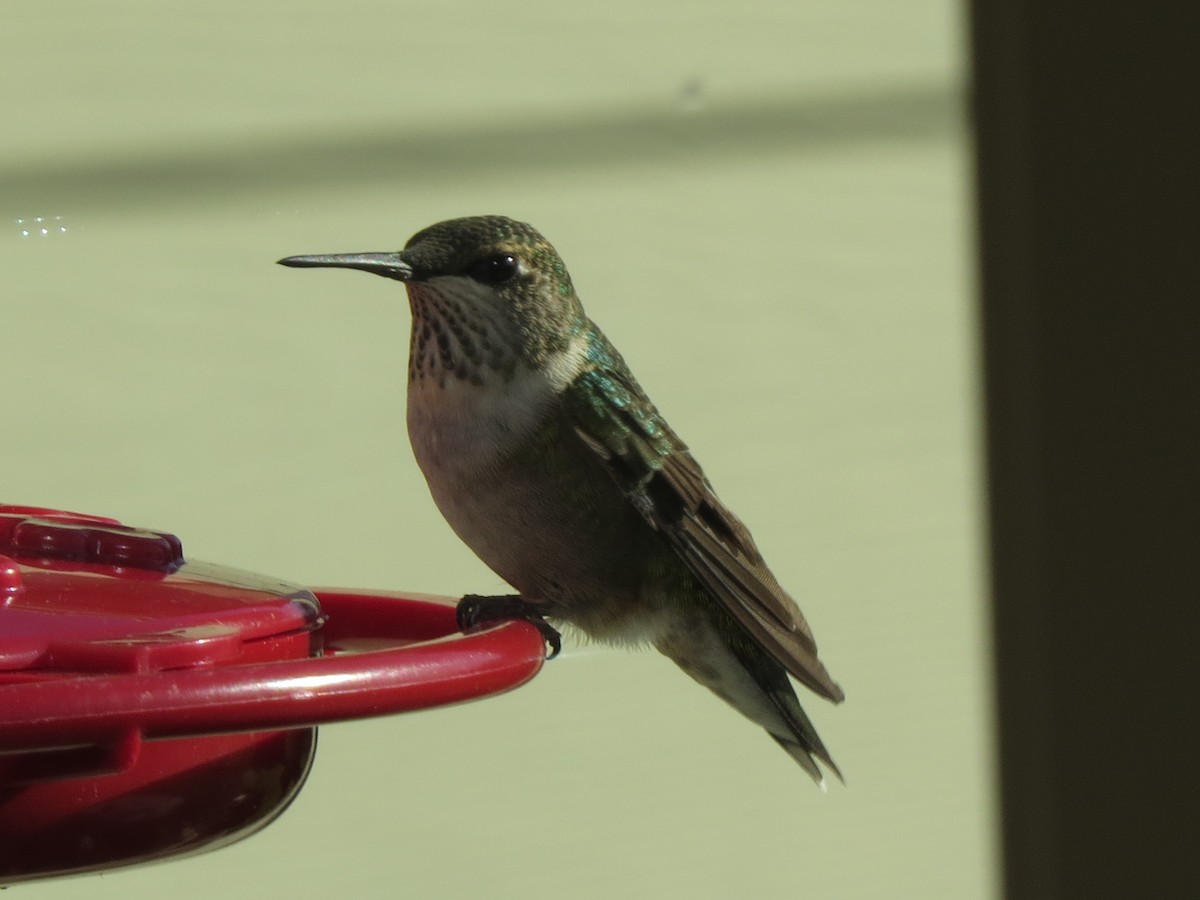 Ruby-throated Hummingbird - ML609775296