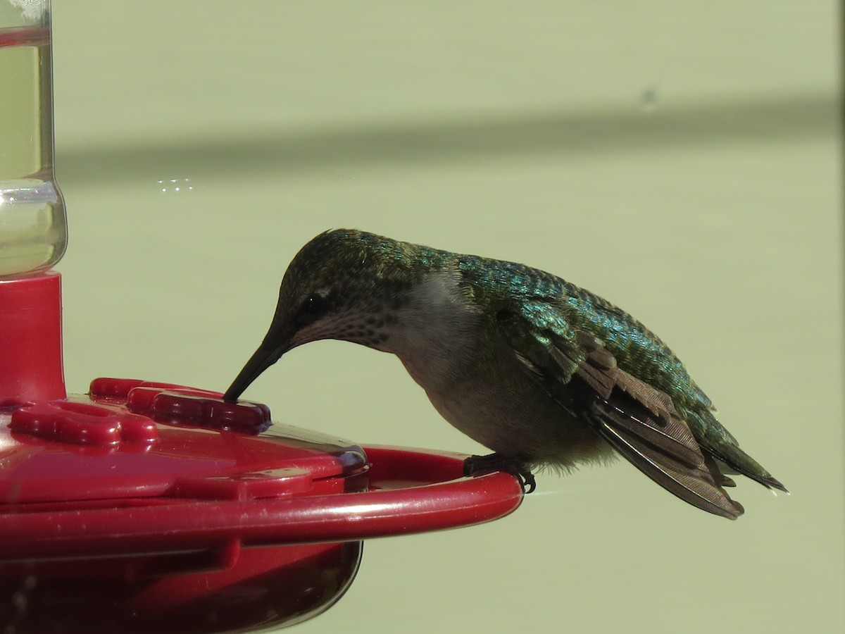 Ruby-throated Hummingbird - Julie Long