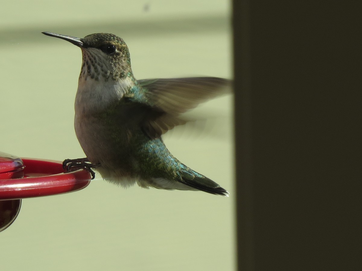 Ruby-throated Hummingbird - ML609775298