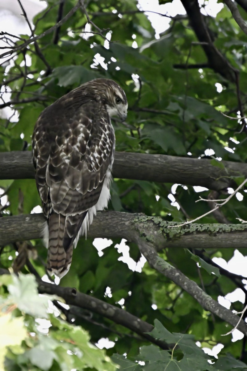 Red-tailed Hawk - ML609775300