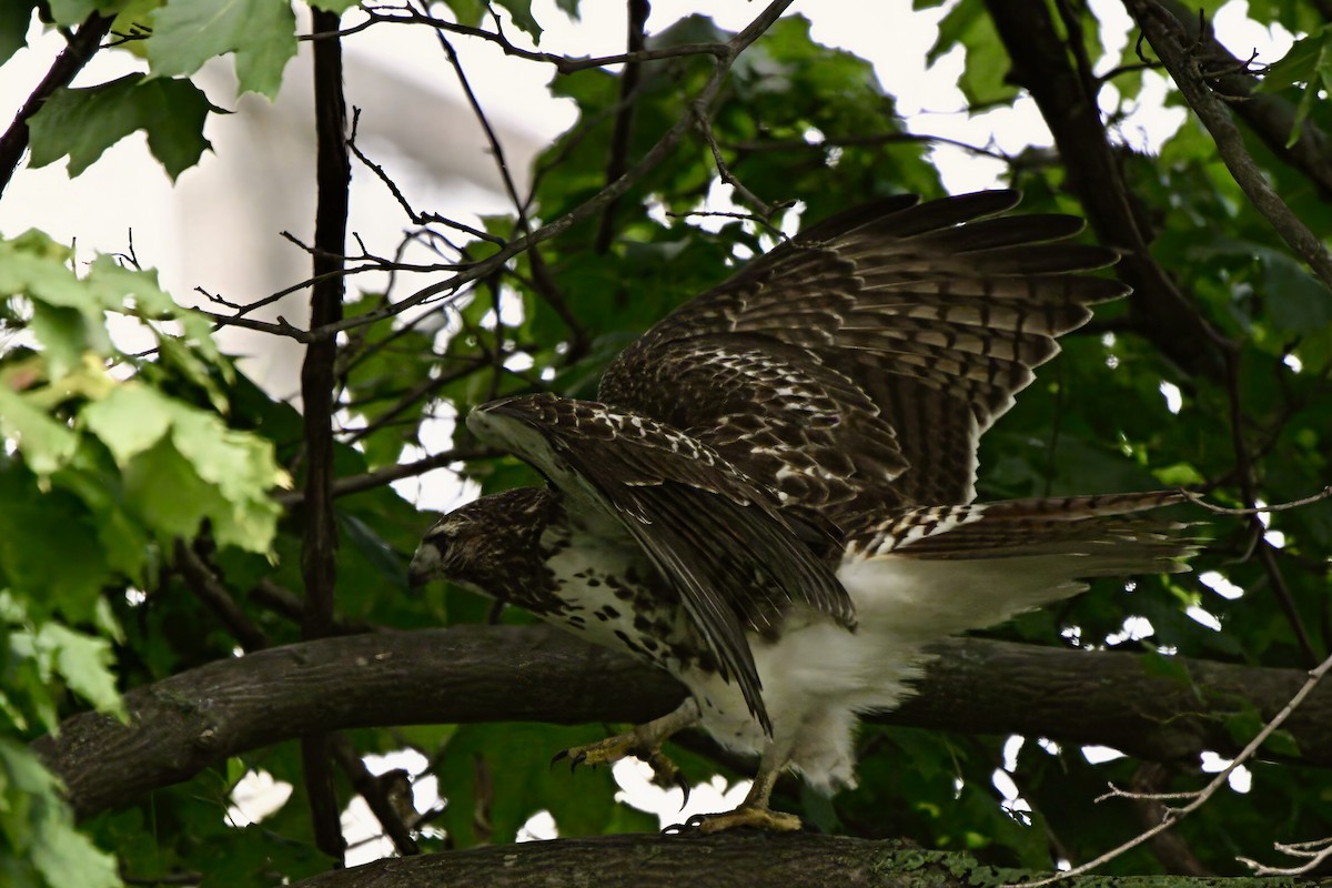 Red-tailed Hawk - ML609775301