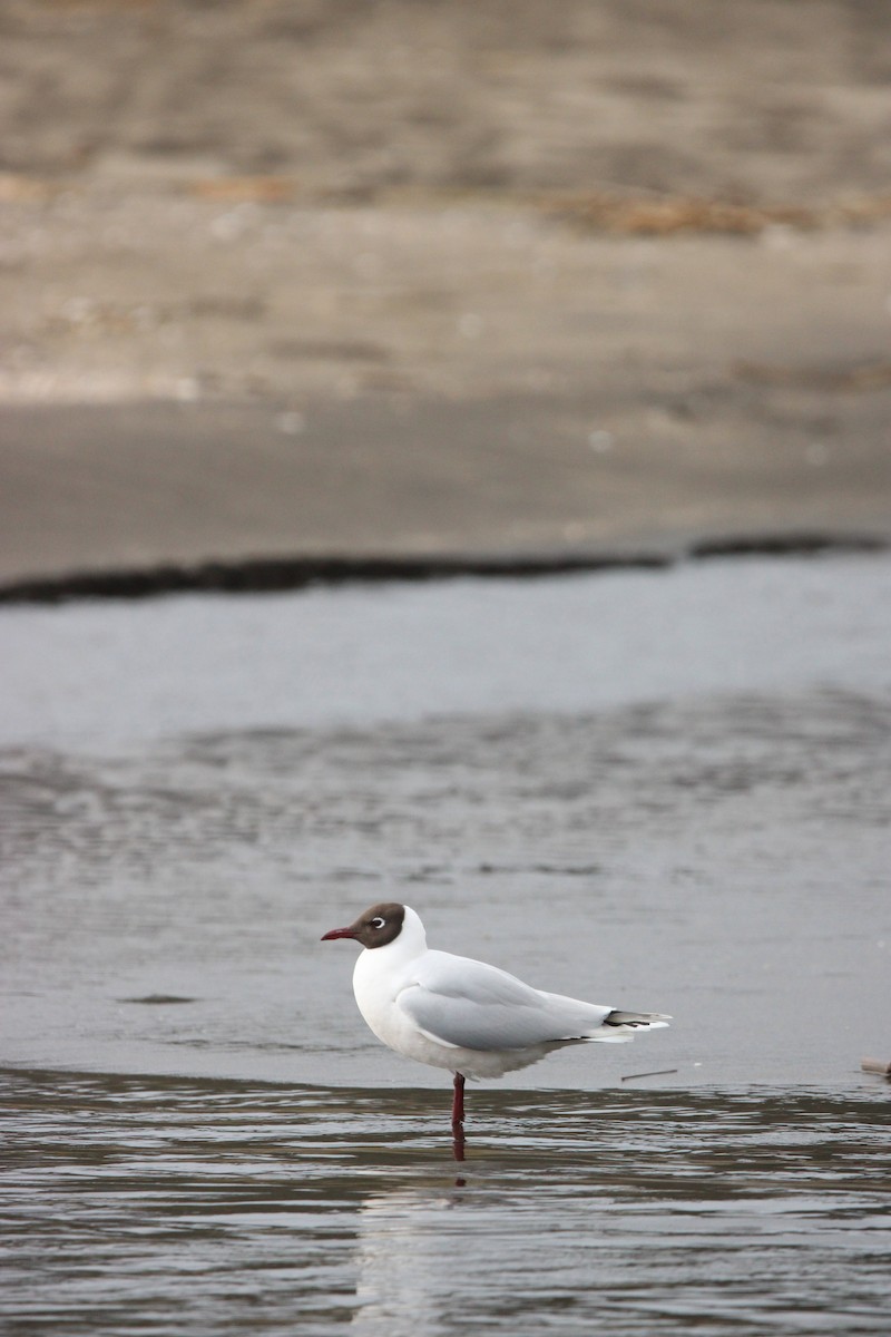 Brown-hooded Gull - ML609775306