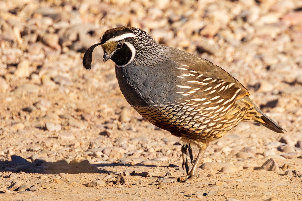 California Quail - Lesley Tullis