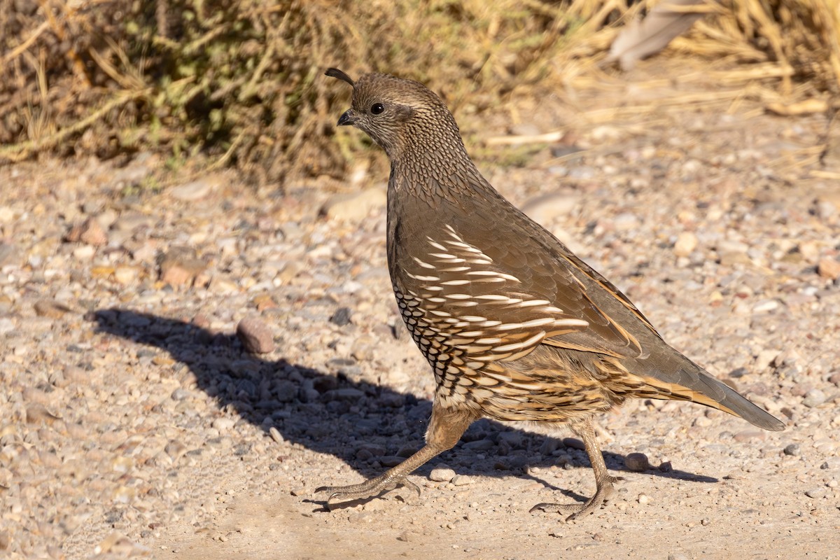 California Quail - Lesley Tullis