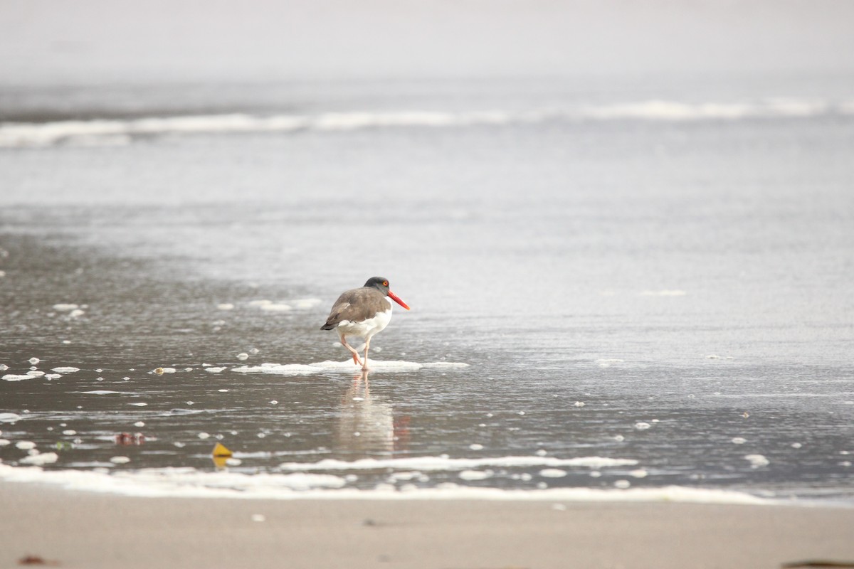 American Oystercatcher - ML609775419