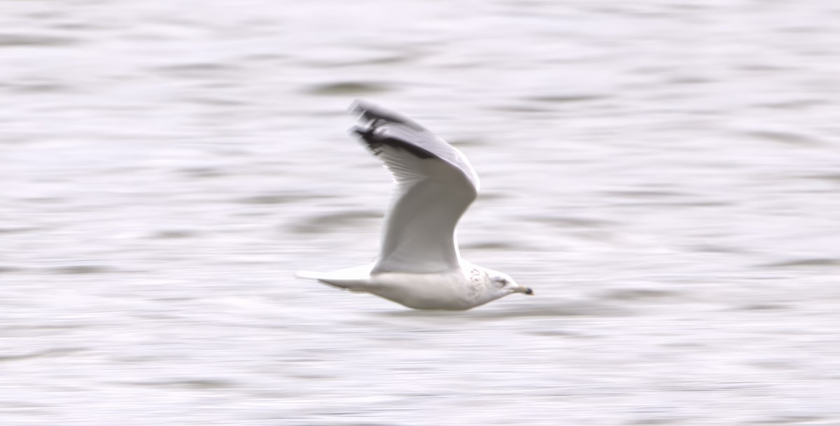 Ring-billed Gull - ML609775582