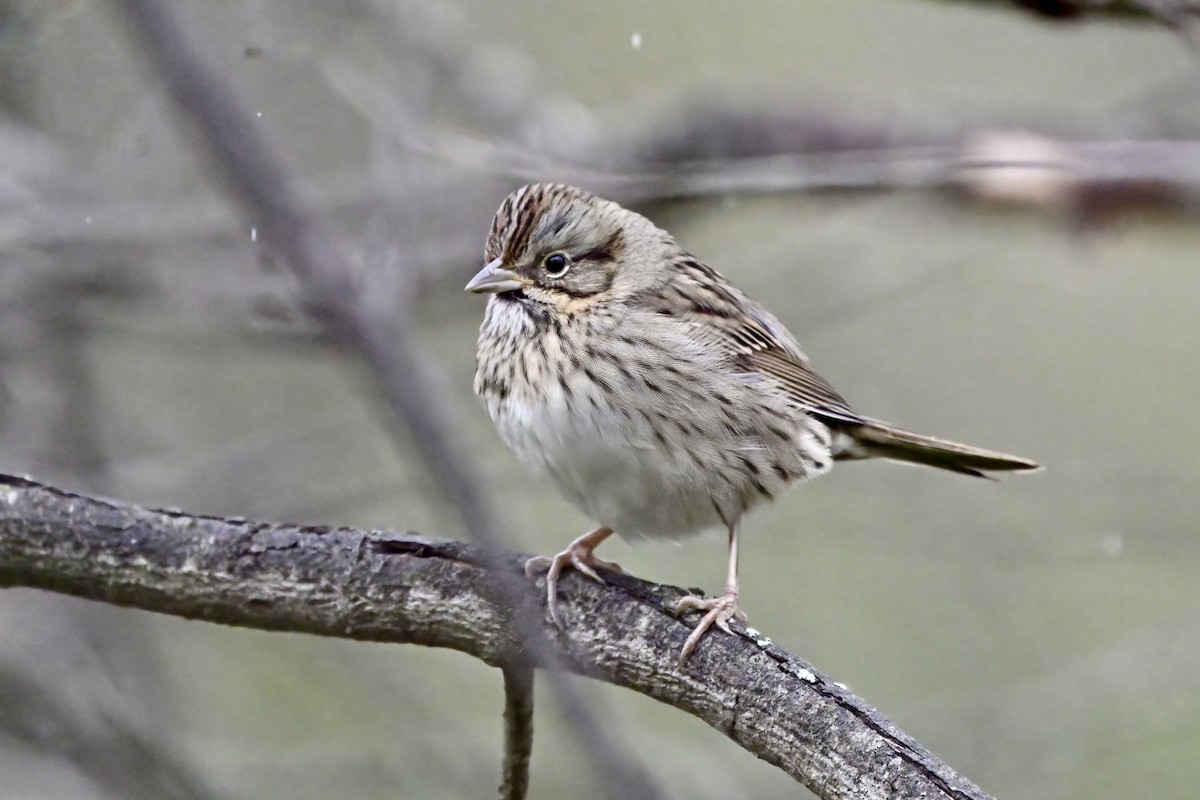 Lincoln's Sparrow - Cliff Hodge