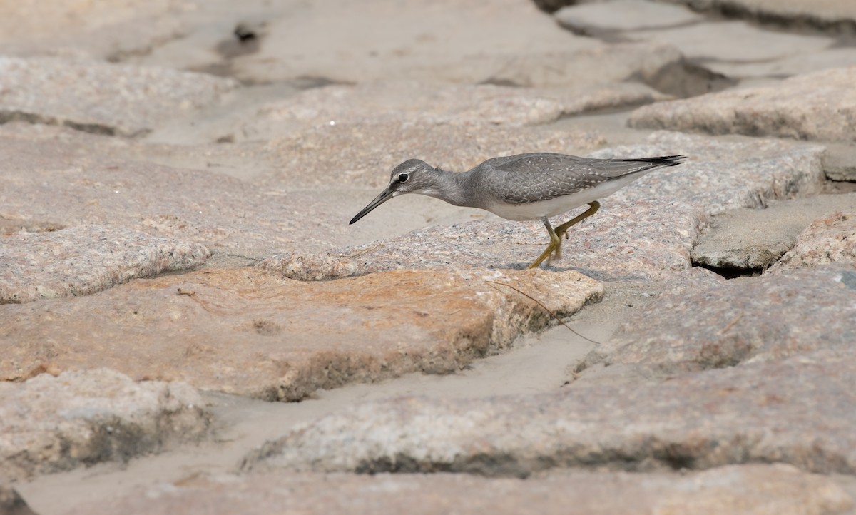 Gray-tailed Tattler - ML609775592