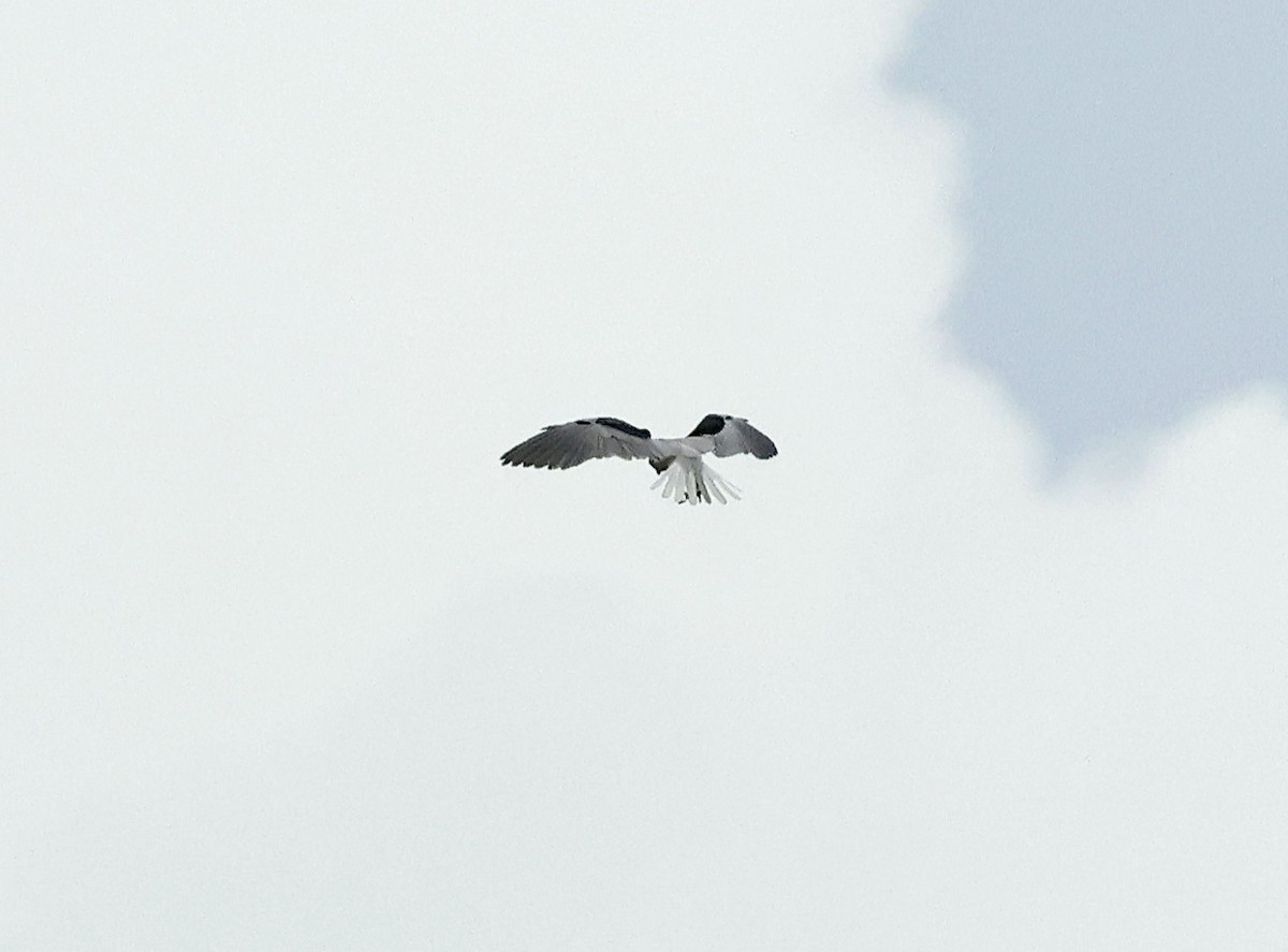 White-tailed Kite - ML609775629