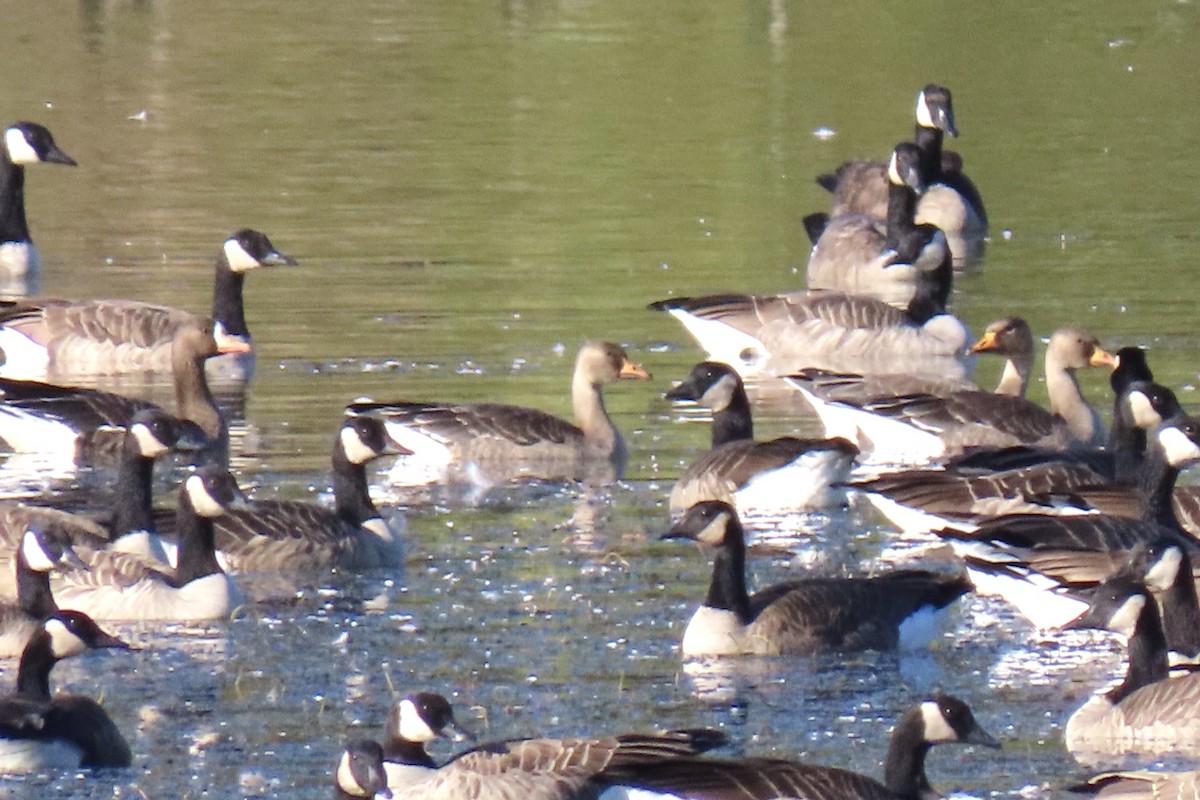 Greater White-fronted Goose - ML609775678