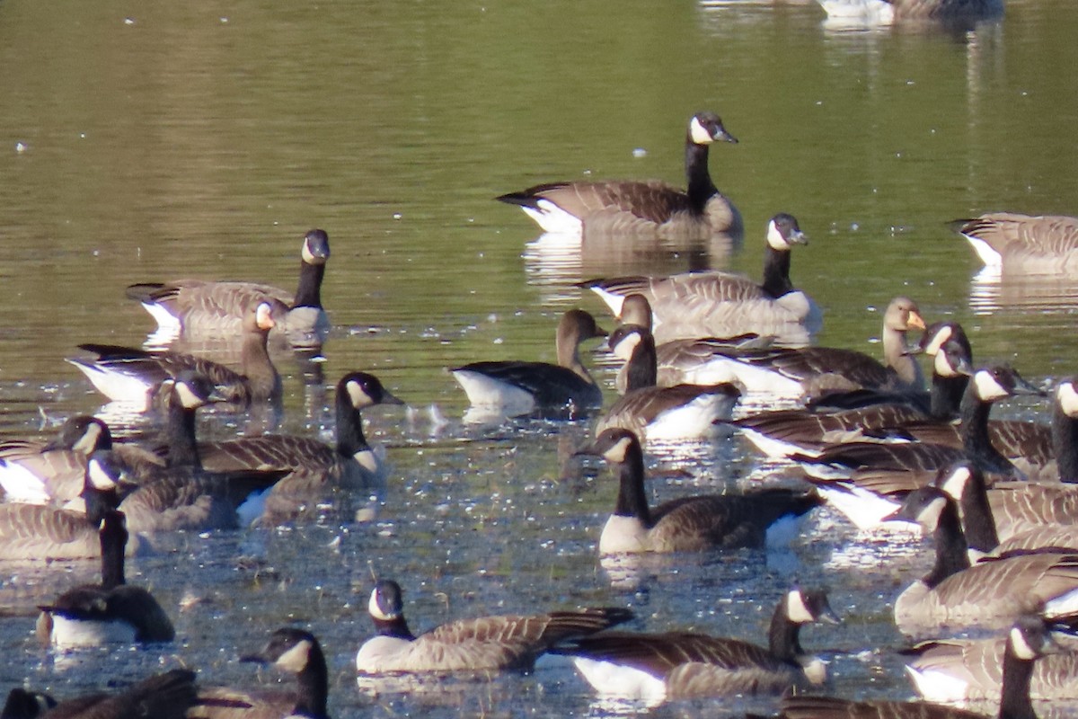 Greater White-fronted Goose - ML609775680