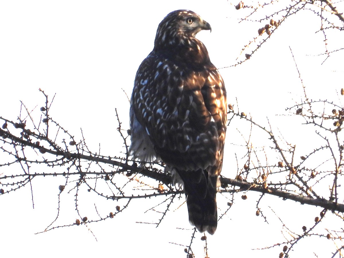 Red-tailed Hawk (Harlan's) - ML609775810