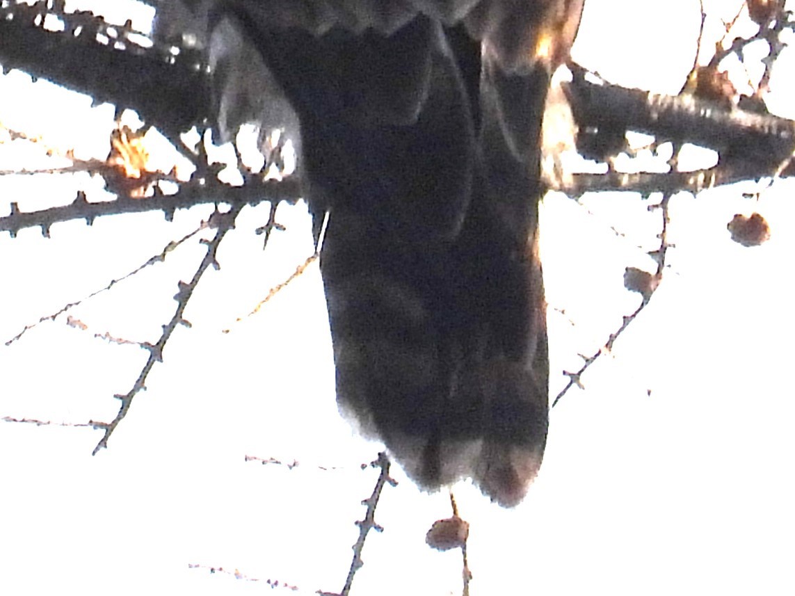 Red-tailed Hawk (Harlan's) - ML609775811