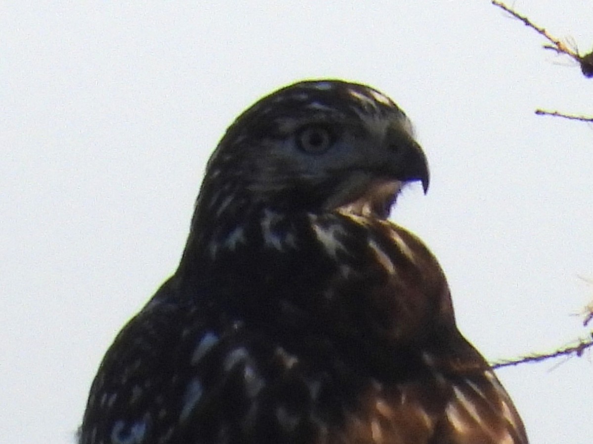 Red-tailed Hawk (Harlan's) - ML609775812