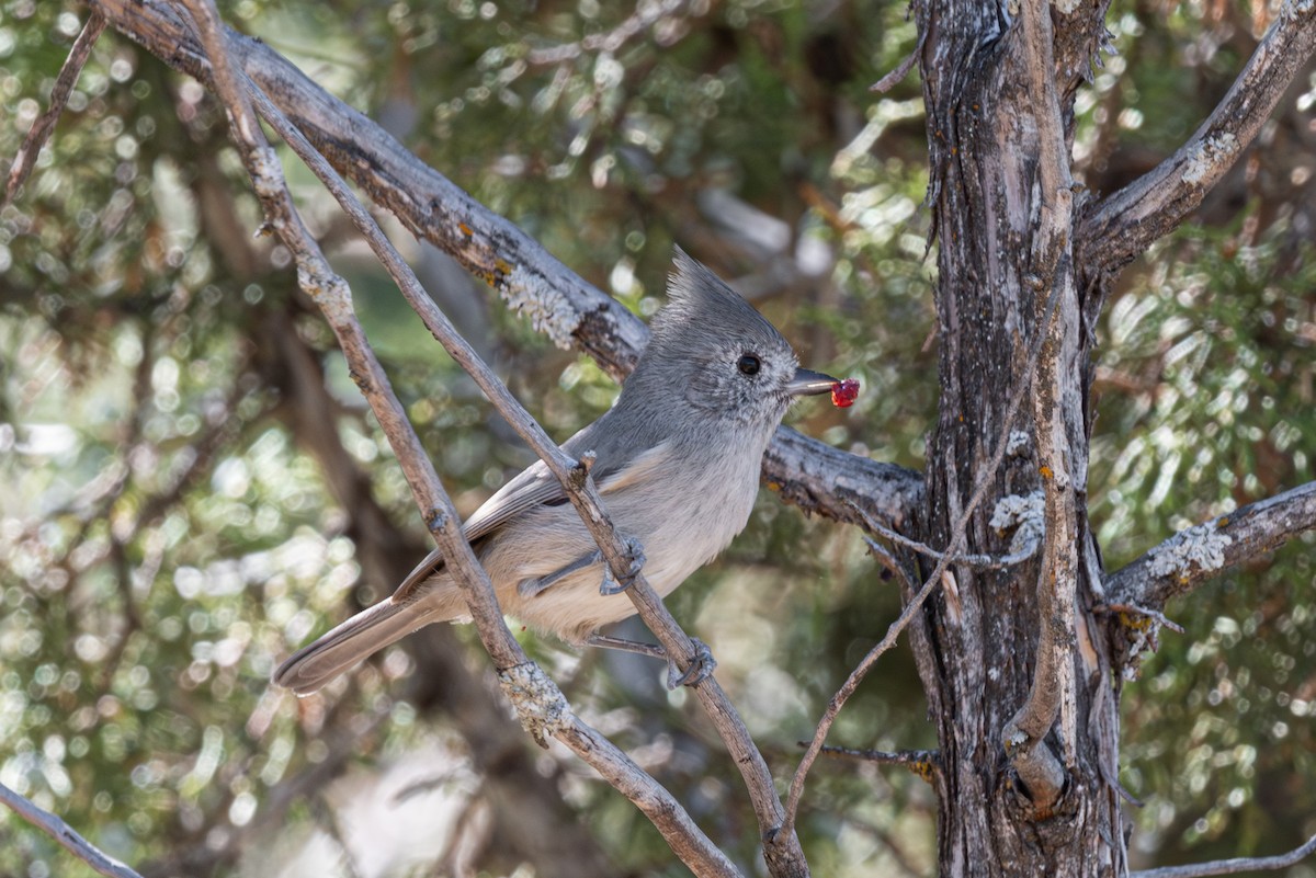 Juniper Titmouse - ML609775827