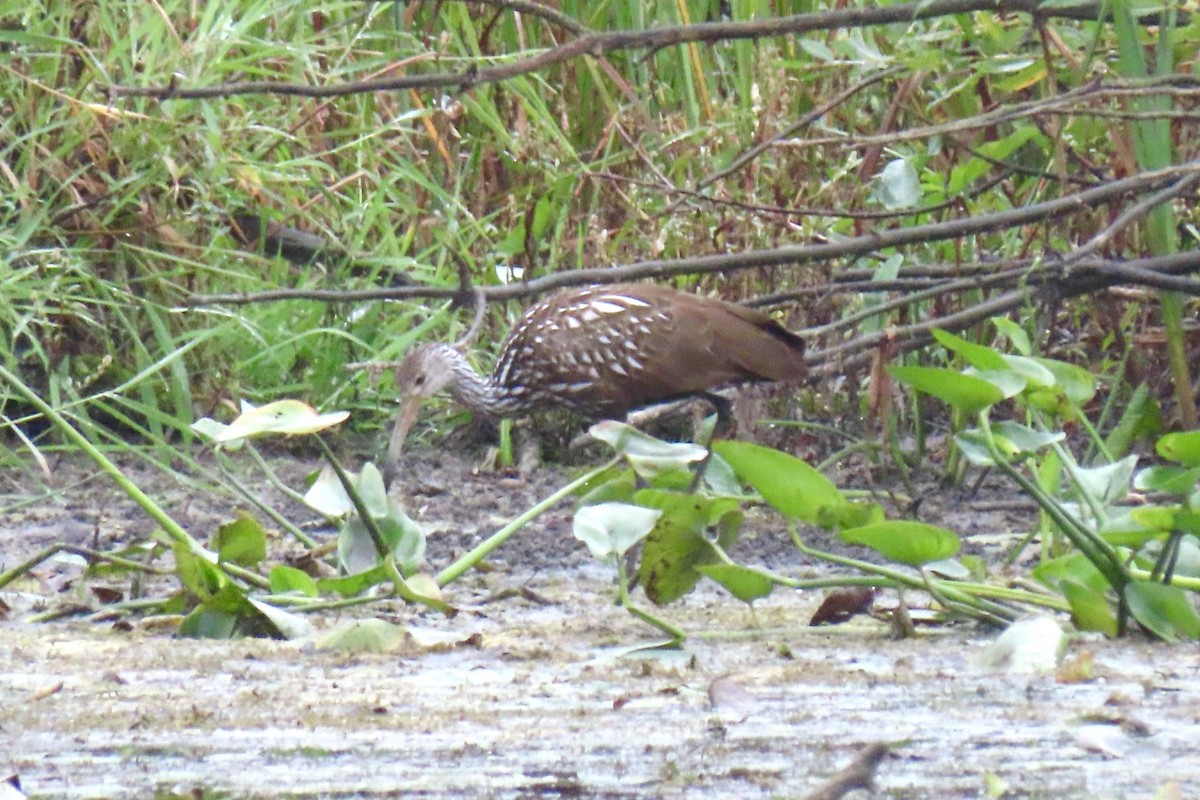 Limpkin - ML609775887