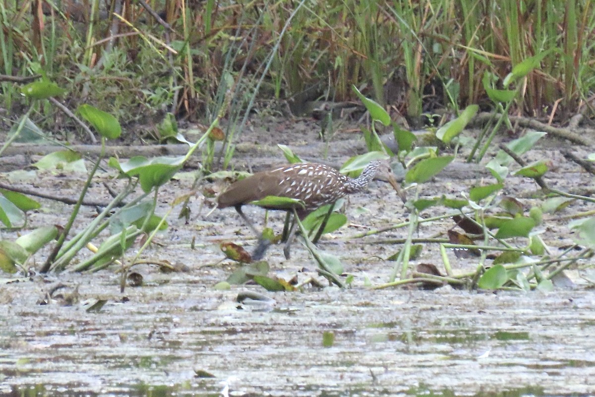 Limpkin - ML609775888